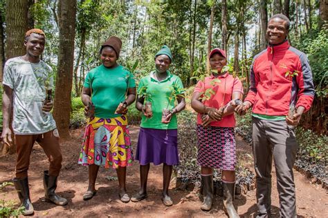 tree planting non profit organizations|International Tree Foundation.